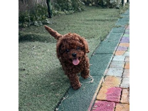 Teacup poodle dişi yavru