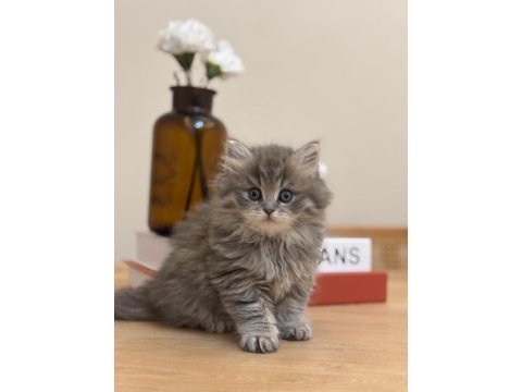 2 aylık 17 adet sağlık garantili british longhair yavrular