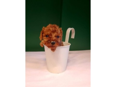 Mükemmel teacup poodle yavrularımız