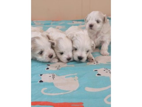 Kore maltese bebek köpekler