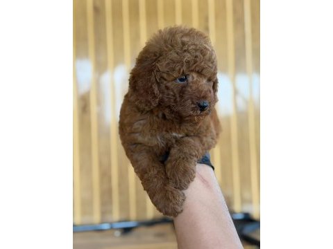Toy poodle bebekleri referans yavru
