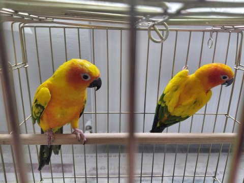 Güneş konur (portakal caique ile takas kabul edilir)