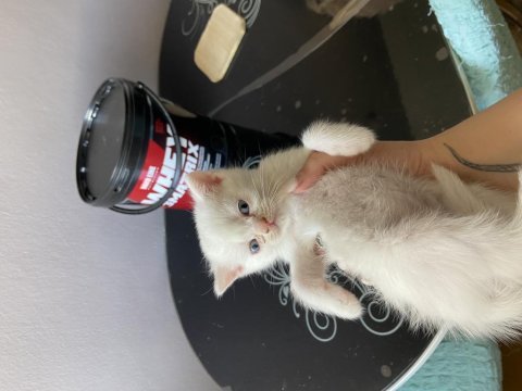 Yavru british shorthair antalya