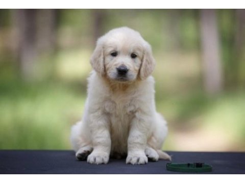 Bebek suratlı golden retriever yavrularım
