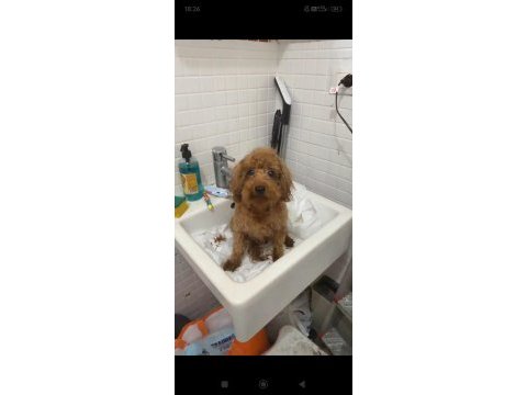 2 yaş dişi toy poodle