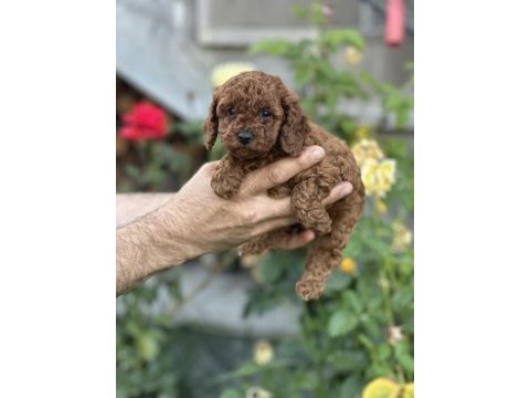 Toy poodle kore bebekler teslime hazırlar