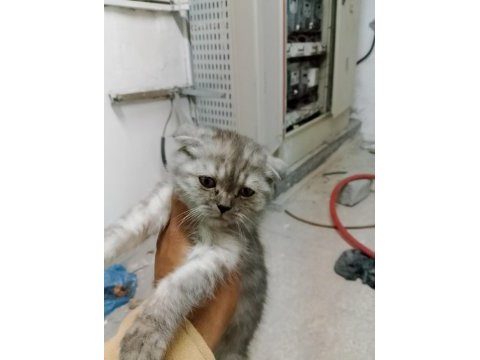 Yeteri kadar anne sütü alan scottish fold yavrumuz