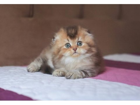 Üst kaliteli erkek by25 chocolate golden scottish fold