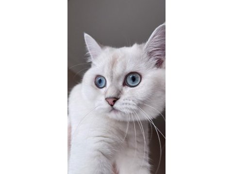 4 aylık erkek british shorthair silver point