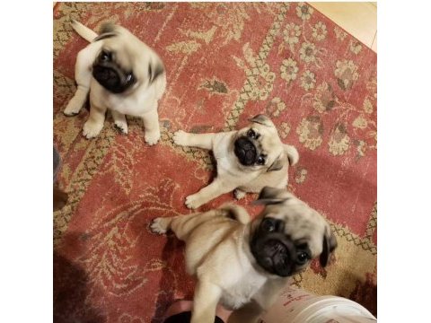 55 günlük renk ve anatomi güzeli pugmops bebekler
