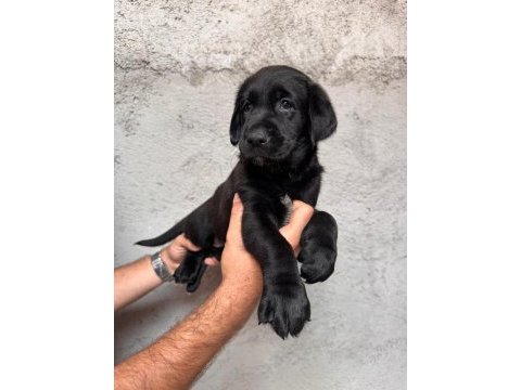 Tarım ve orman bakanlığı onaylı çiftlikten labrador