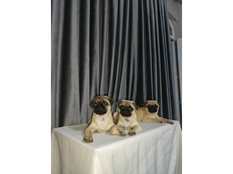 Orjinal pug yavru köpeklerimiz