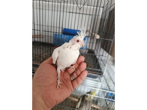 Sultan papağanı pamuklar yeme düşmek üzere