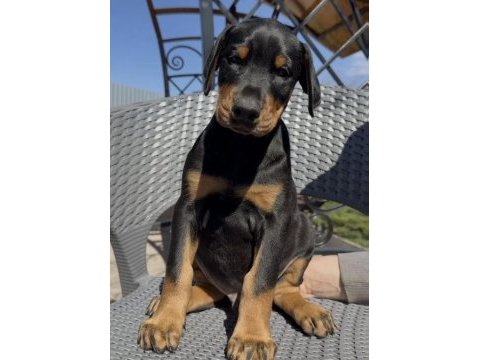 Show kalite doberman yavrular