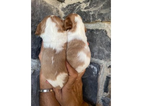 Cavalier king charles köpeğimiz