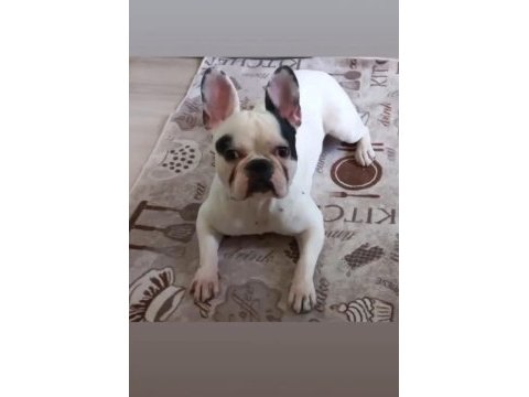1.4 yaşında erkek kısır değil french bulldog