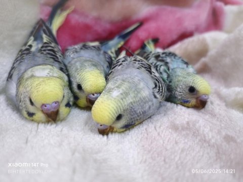 Konuşmaya yatkın muhabbet kuşu bebekler