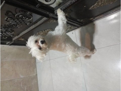 Tam 6 aylık orjinal 0 numara maltese terrier