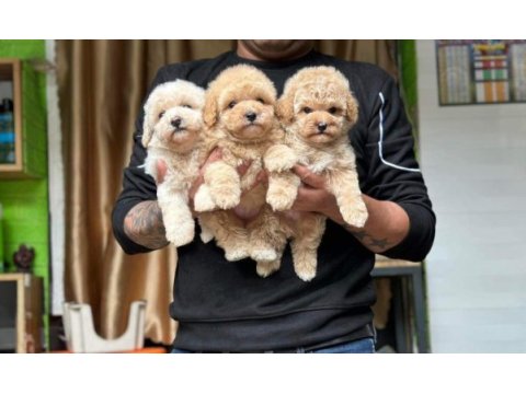 Maltipoo bebeklerimiz