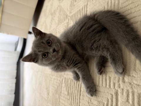 British shorthair 2 aylık kedimiz