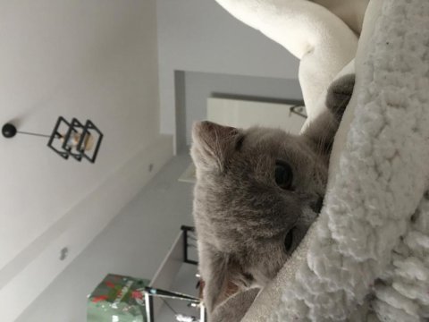 British shorthair mars çocuğa yuva