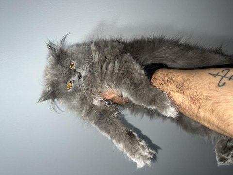 British longhair dişi yaşında