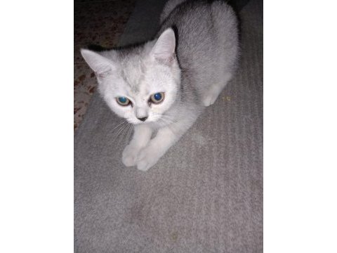 Cana yakın oyuncu british shorthair 2 aylık dişi