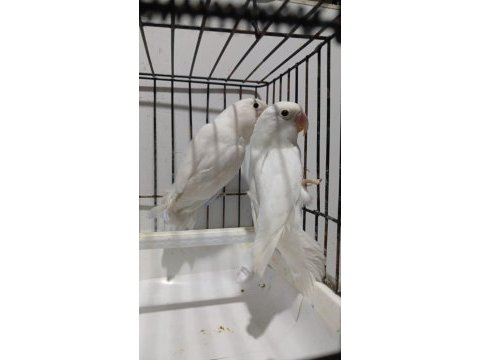 Albino takım sevda papağanı