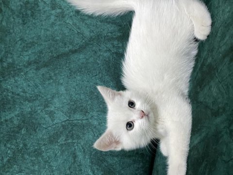 British shorthair