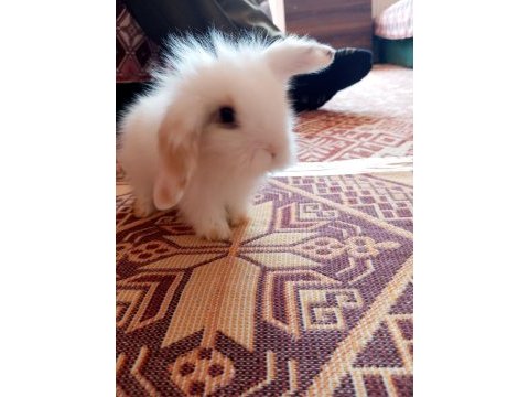 Hollanda lop tavşanlar