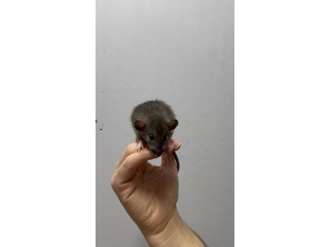 Rat - dumbo rat yavrular ve malzemeleri adrese teslim var