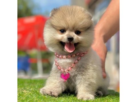 Sevimli pomeranian boo yavrularımız
