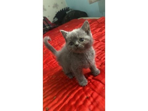 Evden anne altından temiz yavru kediler
