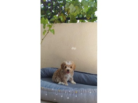 Maltes terrier