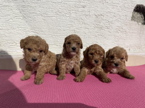 Renk renk toy poodle bebeklerim