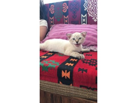 Mavi göz silver scottish fold