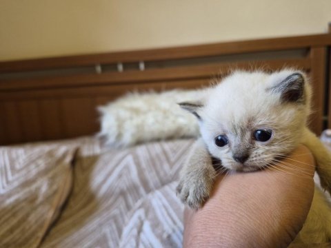 Blue point ve british shorthair yavrularımız yuva arıyor