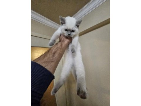 Scottish fold
