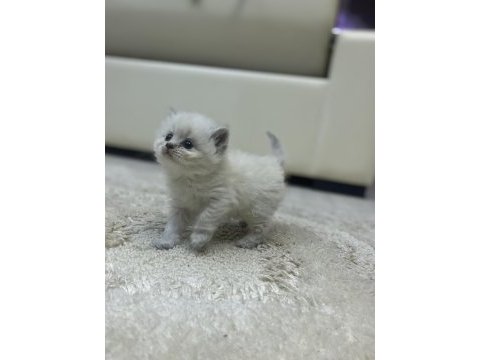 Mavi gözlü yavru british longhair