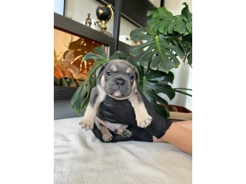 Rengarenk french bulldog yavrularım egzotik