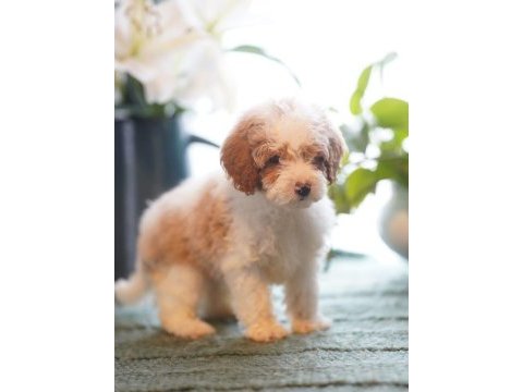 Dunyanın en zeki dizayn ırkı labradoodle f1b