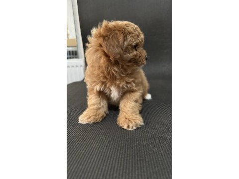 Maltipoo koyu apricot f1b (f2) tüy dökmez koku yok