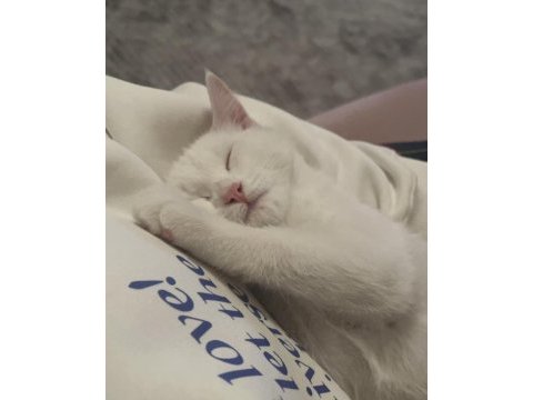 Beyaz british shorthair