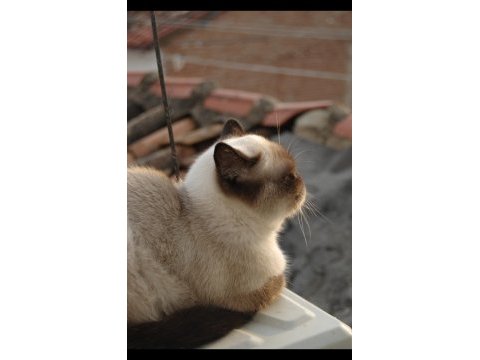 Dişi british shorthair