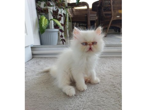 İran exotic longhair 2 buçuk aylık dişi