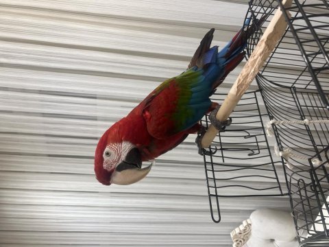 Ara macaw papağanı