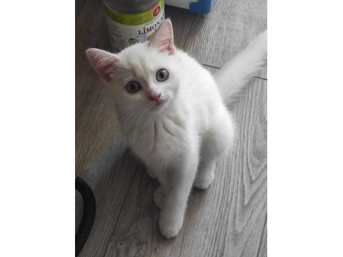 Dişi british longhair beyaz kedimiz