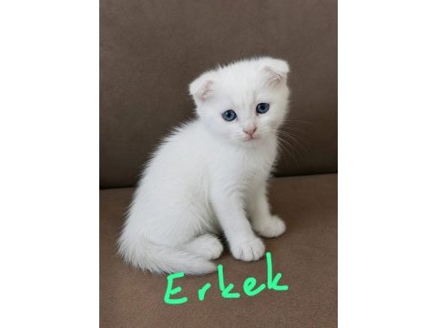 Scottish fold ve straight longhair yavrular