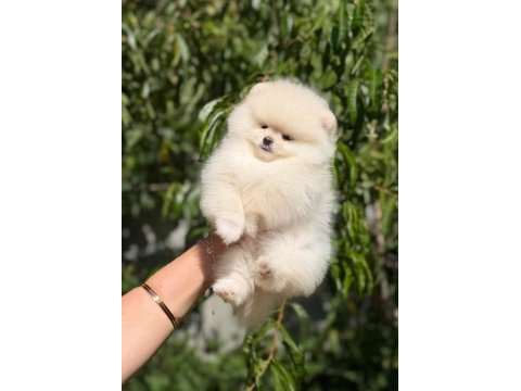 A kalite pomeranian yavruları