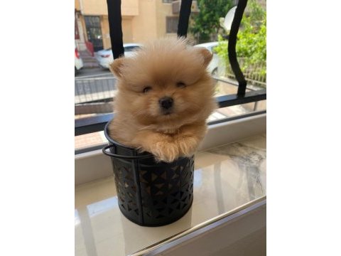 Pomeranian boo erkek dosta gider fp